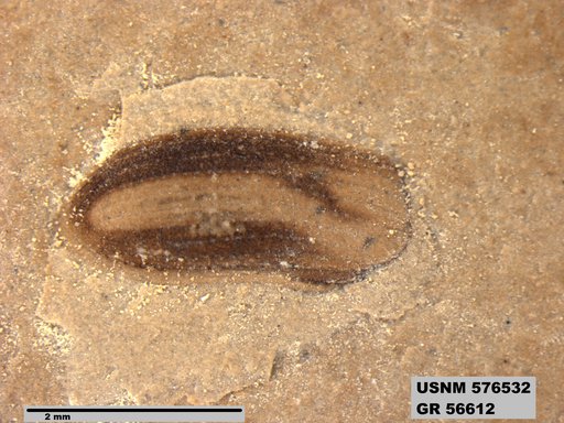 Insecta