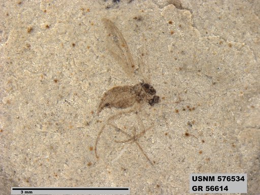 Insecta