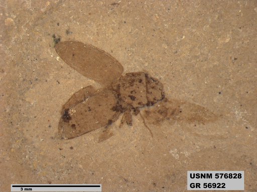 Insecta