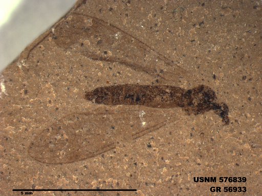 Insecta