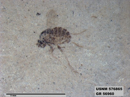 Insecta