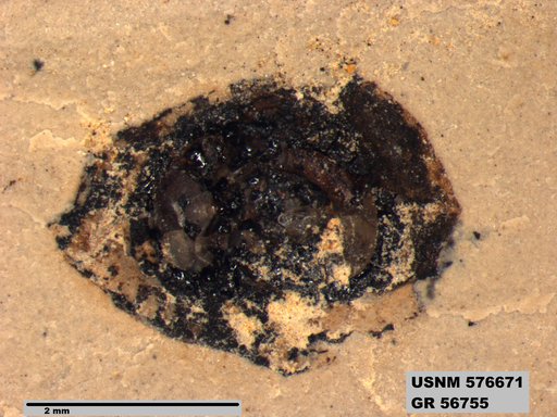 Insecta