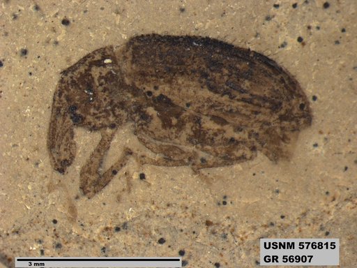 Insecta
