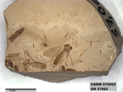 Insecta
