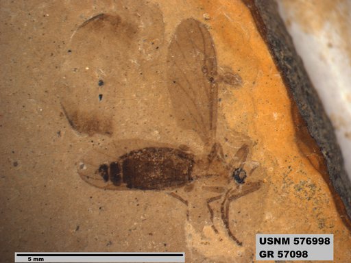 Insecta