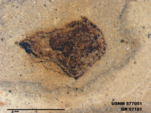 Insecta