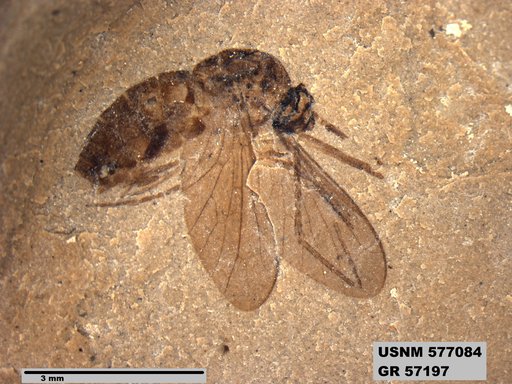 Insecta