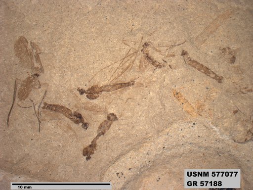 Insecta