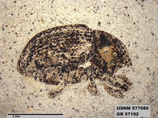 Insecta