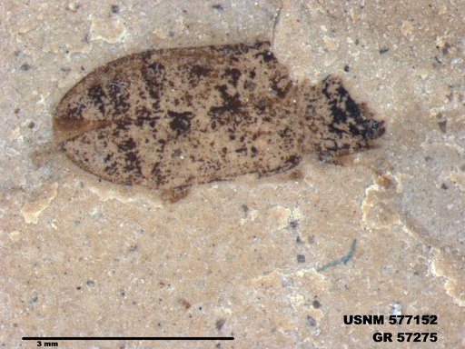 Genus sp