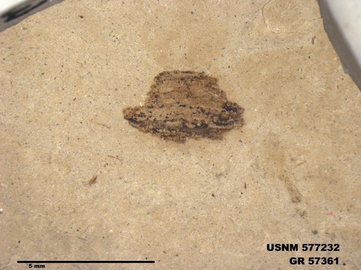 Genus sp