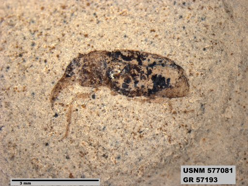 Insecta