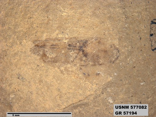 Genus sp