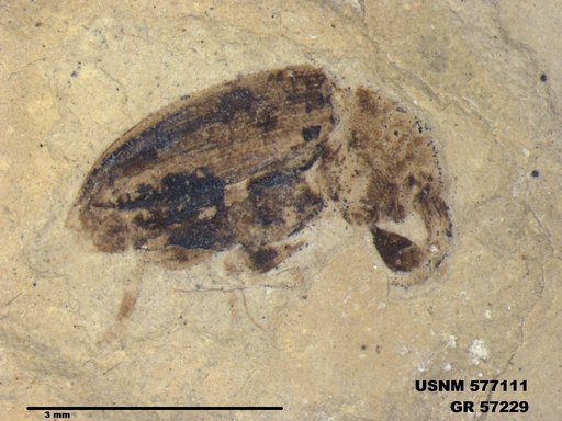 Insecta