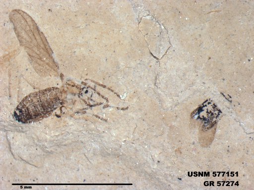 Insecta