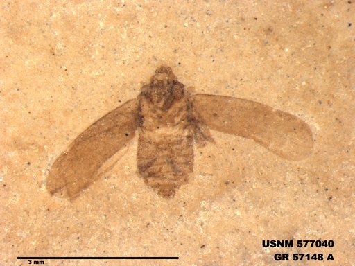 Genus sp