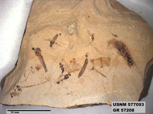 Insecta