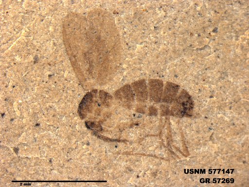 Insecta