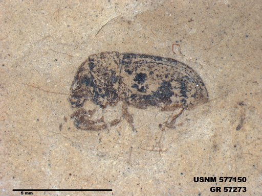 Insecta