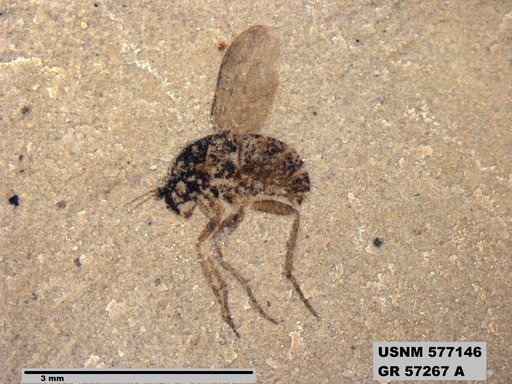 Insecta