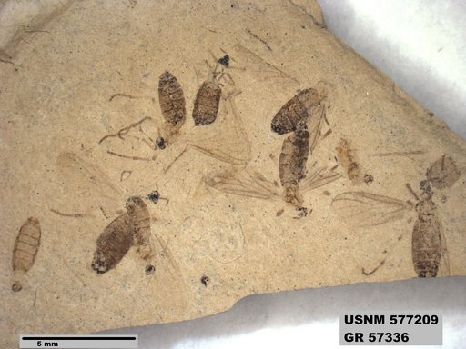 Insecta