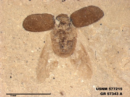 Insecta