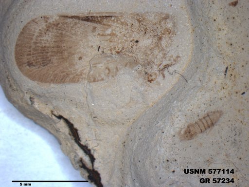 Genus sp