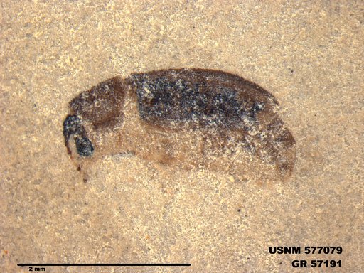 Insecta