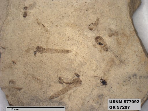 Genus sp