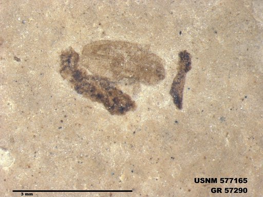Insecta