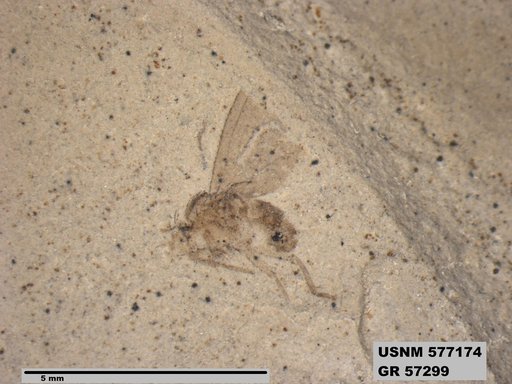Insecta