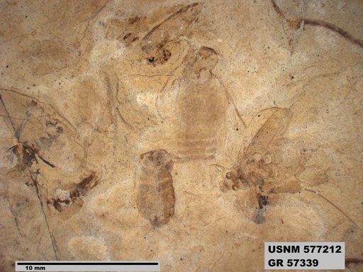 Insecta
