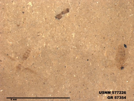 Insecta