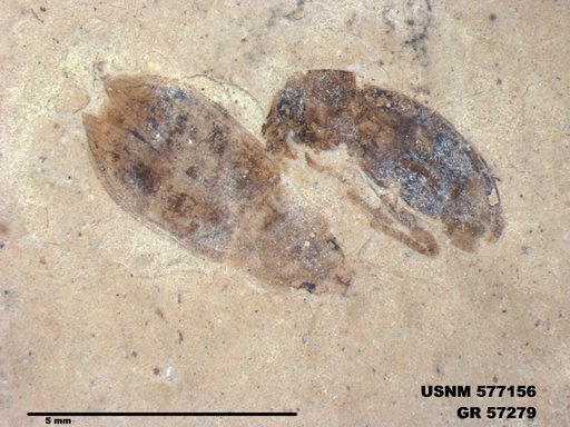 Insecta