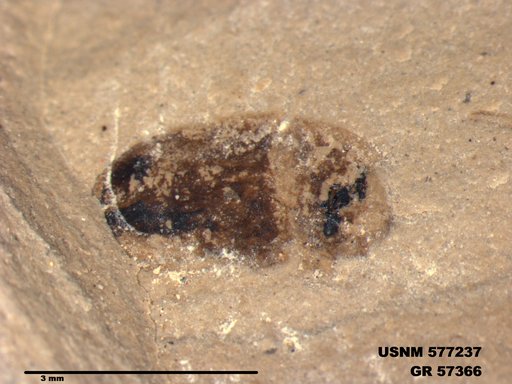 Genus sp