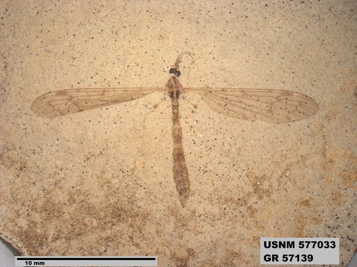 Insecta