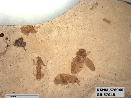 Insecta