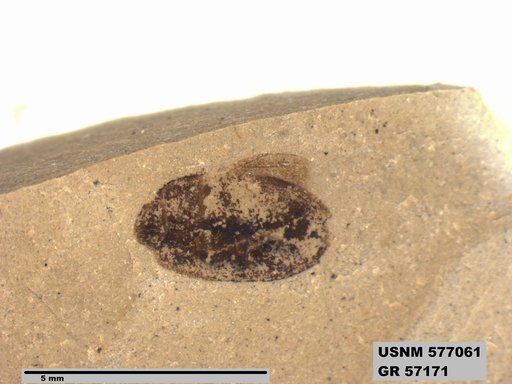Insecta