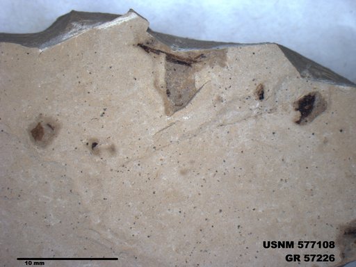 Genus sp