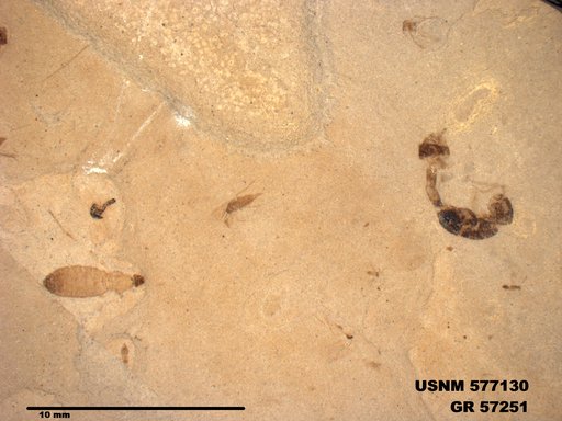 Insecta