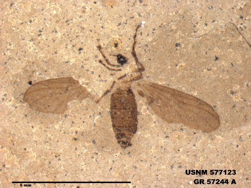 Insecta