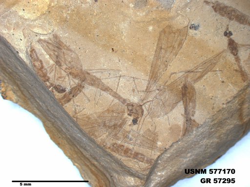 Insecta