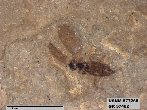 Insecta