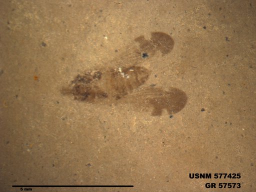 Genus sp