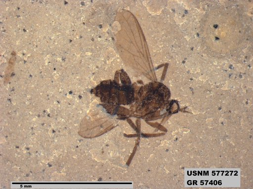 Insecta