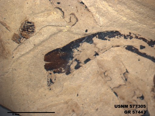 Insecta