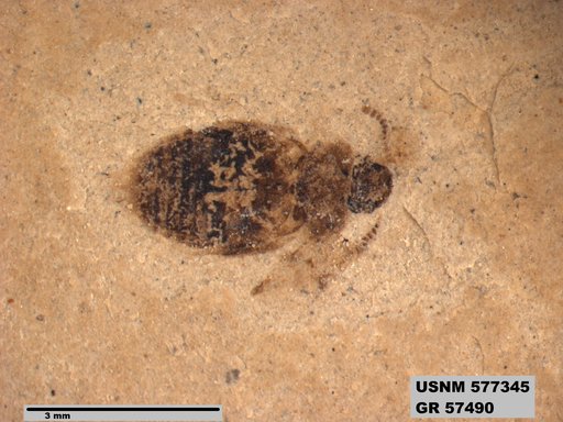 Insecta