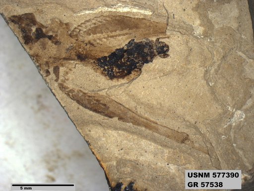 Genus sp