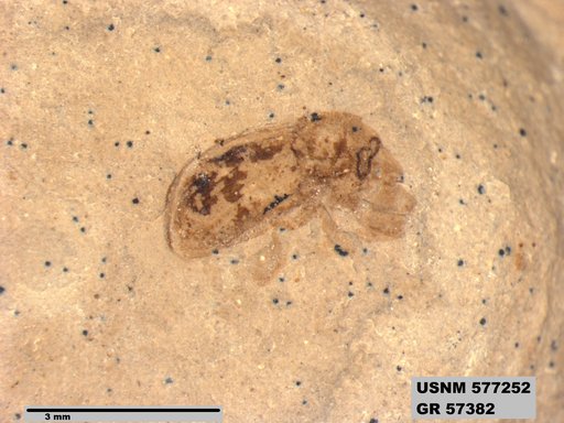 Insecta