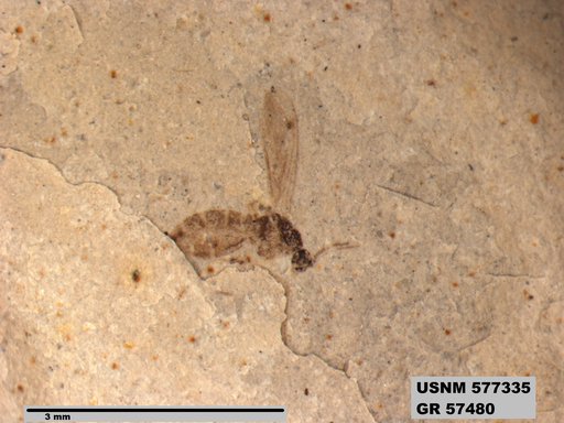 Insecta